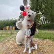 Білий Ведмедик Лодзь. Привітання.1