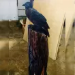 Ворона на пеньку - Дерев'яна скульптура0